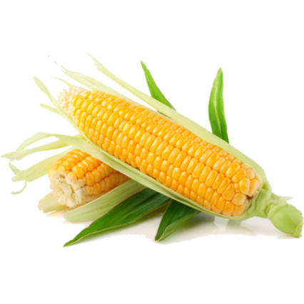 Organic Sweet Corn