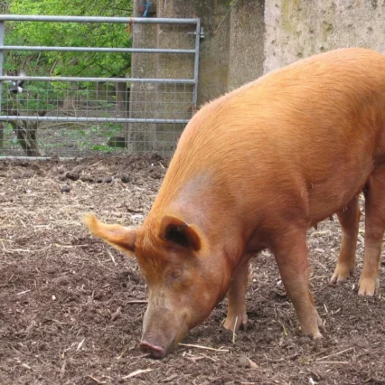 Tamworth Pigs for sale