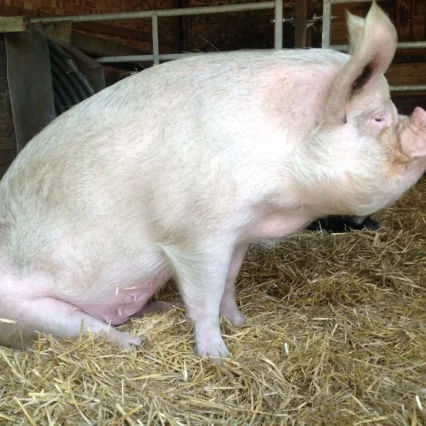Chester White Pigs for Sale