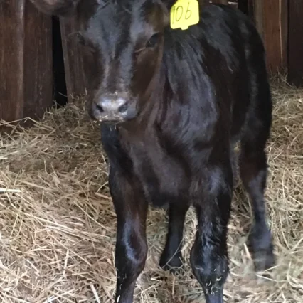 Angus Calves for Sale