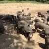 Berkshire Pigs for Sale
