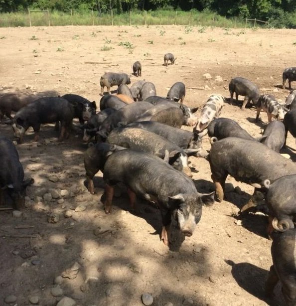 Berkshire Pigs for Sale