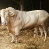 Charolais cattle for sale