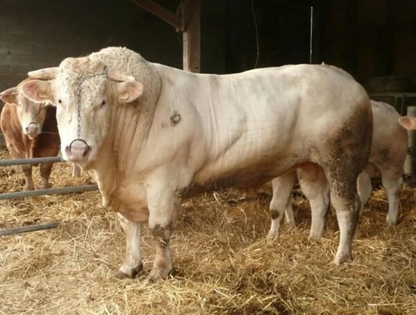 Charolais cattle for sale