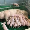 Landrace Pigs for sale