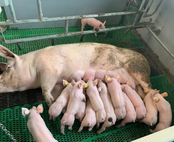 Landrace Pigs for sale