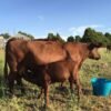 Red Poll Cattle for sale