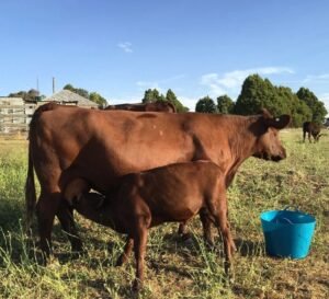 Red Poll Cattle for sale
