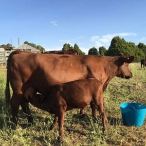 Red Poll Cattle for sale