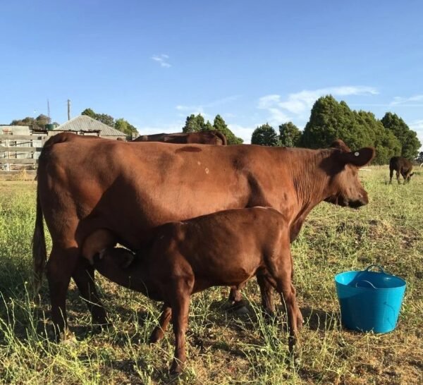 Red Poll Cattle for sale