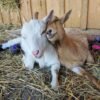 1-1-1.jpg Nigerian Dwarf Goats for Sale