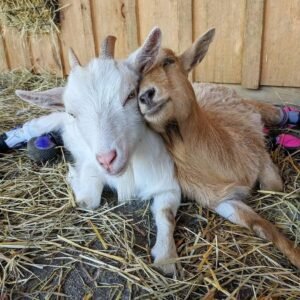 Nigerian Dwarf Goats for Sale