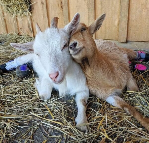 1-1-1.jpg Nigerian Dwarf Goats for Sale