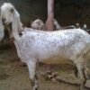 Beetal Goats for Sale