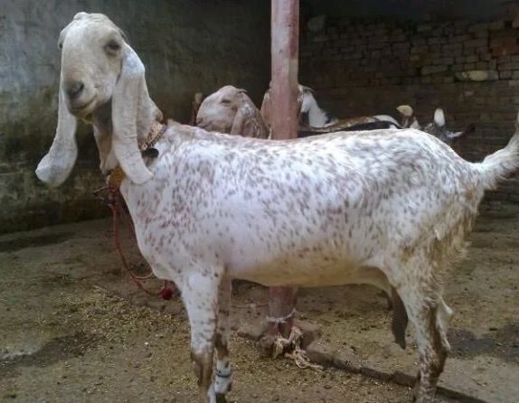 Beetal Goats for Sale