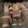 Yorkshire Pigs for Sale