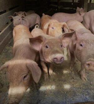 Yorkshire Pigs for Sale