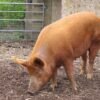 14c607204c5e90a37557e83813b92c5b-copy-1.jpg Tamworth Pigs for sale