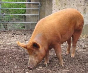 Tamworth Pigs for sale