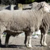 Rambouillet Sheep for Sale