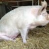 Chester White Pigs for Sale