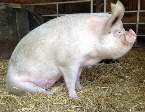 Chester White Pigs for Sale