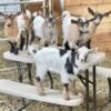 2-1-1.jpg Nigerian Dwarf Goats for Sale