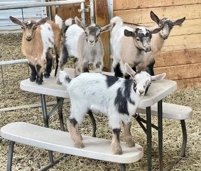 2-1-1.jpg Nigerian Dwarf Goats for Sale