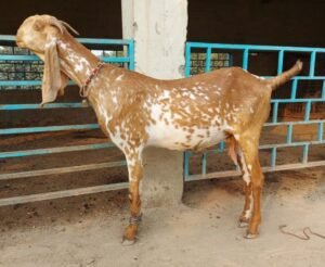 2-2.jpg Beetal Goats for Sale