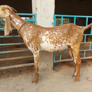 Beetal Goats for Sale