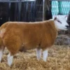2022-09-29_13-15-52_1664471770-600x338-1-1.webp Texel Sheep for Sale