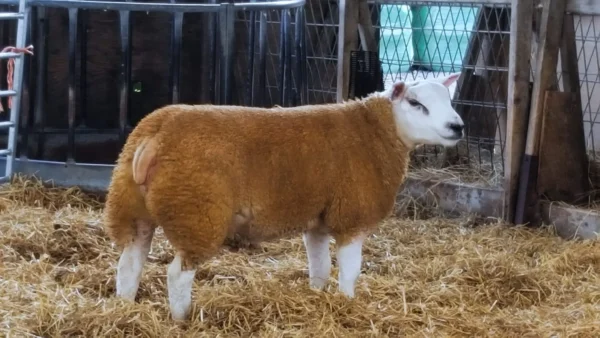 2022-09-29_13-15-52_1664471770-600x338-1-1.webp Texel Sheep for Sale