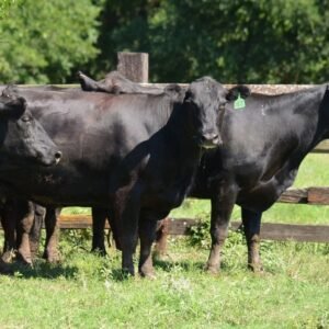 Angus Cattle for Sale