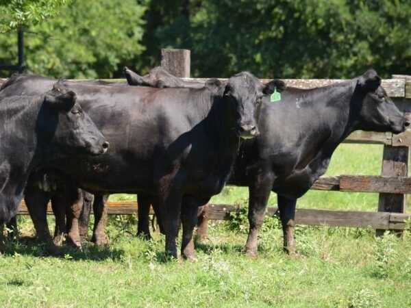 Angus Cattle for Sale