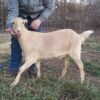 20f932bcfa0d563a31adb62ab9b08cbb-copy-1.jpg LaMancha Goats for Sale