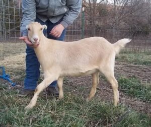 LaMancha Goats for Sale