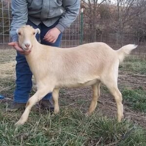LaMancha Goats for Sale