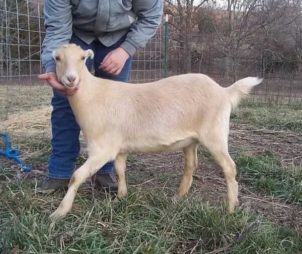 20f932bcfa0d563a31adb62ab9b08cbb-copy-1.jpg LaMancha Goats for Sale