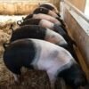 218f1bc69814d2f89d3ffd19893dd62e-copy-1.jpg Hampshire Pigs For Sale