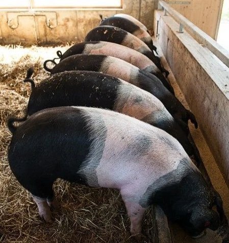 218f1bc69814d2f89d3ffd19893dd62e-copy-1.jpg Hampshire Pigs For Sale