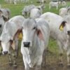 Brahman Cattle For Sale
