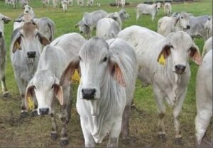 Brahman Cattle For Sale