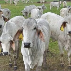 Brahman Cattle For Sale