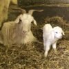 2618b95dad0d14884a9290b711004b29-600x800-1-copy-1.jpg Cashmere Goats for Sale