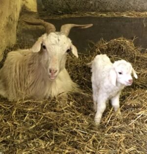 Cashmere Goats for Sale