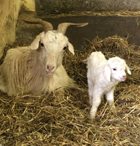 2618b95dad0d14884a9290b711004b29-600x800-1-copy-1.jpg Cashmere Goats for Sale