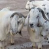 Savanna Goats For Sale