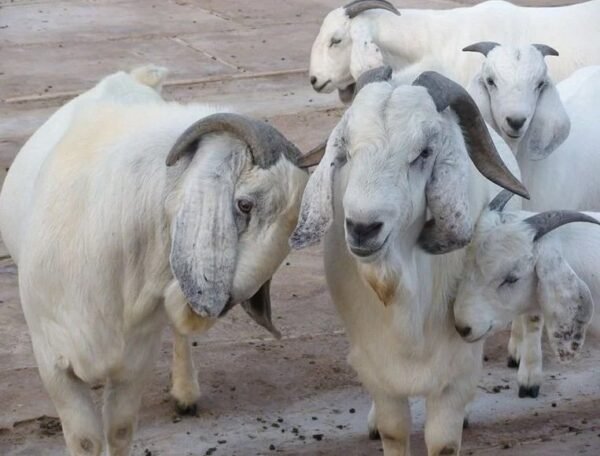 Savanna Goats For Sale