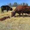 2f010d68b39dd84e23922c17e197fc8f-copy-1.jpg Devon Cattle for Sale