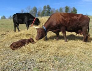 Devon Cattle for Sale
